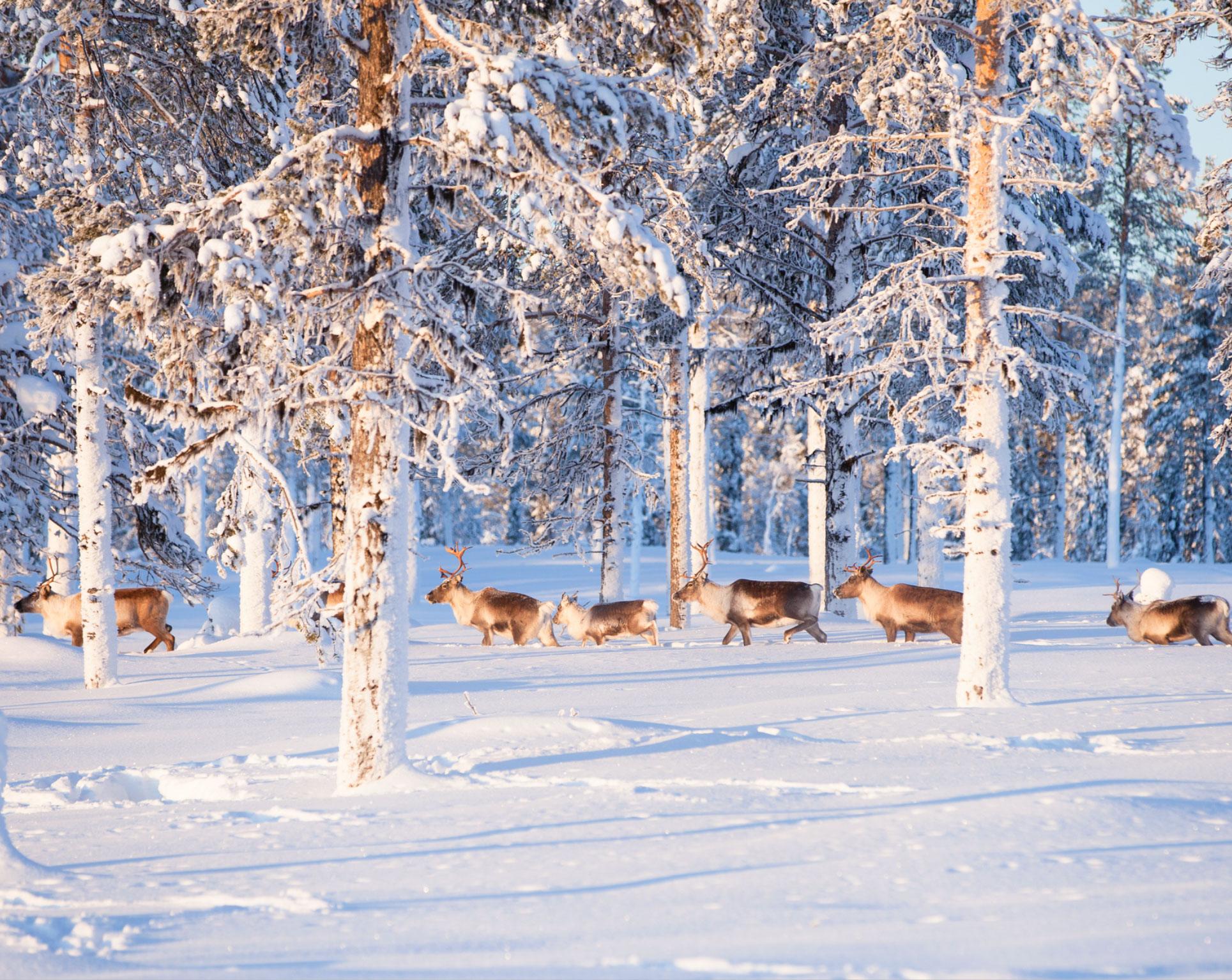 Porot laiduntavat metsässä